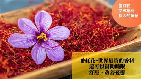 番紅花禁忌|番紅花(藏紅花、西红花)